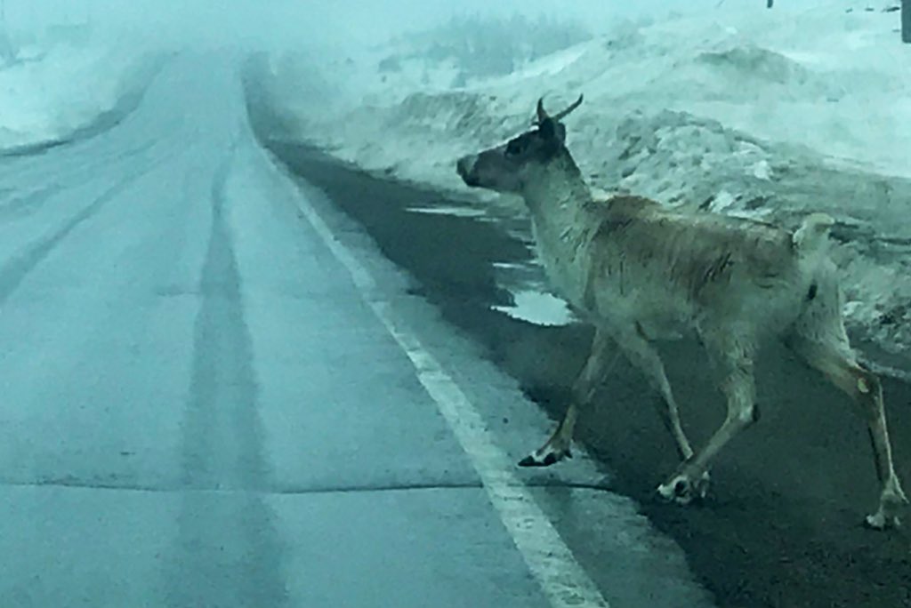 MitchelmoreGNP's tweet photo. Caribou spotted again on @VikingTrail Route 430 between Flower’s Cove & Savage Cove #wildlife #caribou #nlroads https://t.co/h4TDiGk6xF