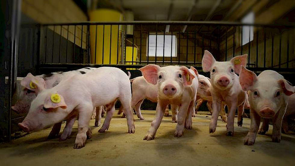 VarkensTweet's tweet image. Franse ‘revolutie’ startsein voor forse prijsverhoging | Pigbusiness.nl goo.gl/AiHCfe