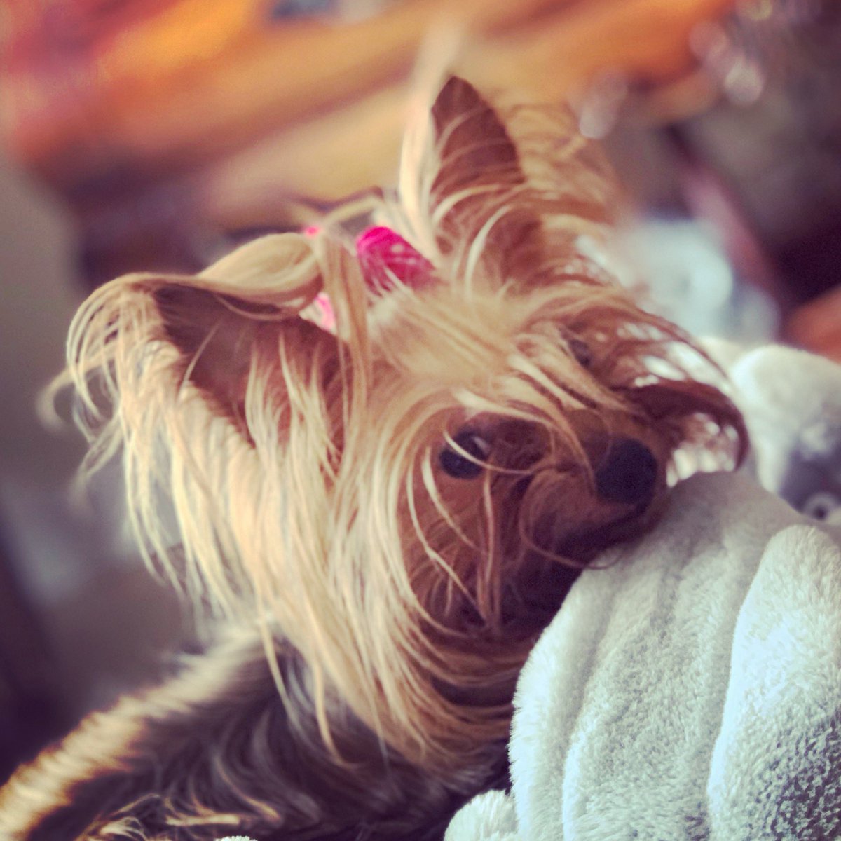 coralwayclinic's tweet image. Nuestra belleza latina “Bella” ready for the spa day 🐶 #nailtrim #proheart #bordetellavaccine #pet #instapet #instadog #wellness #supportsmallbusiness #miamiveterinarian #coralwayanimalclinic #eresbellafirmaaqui #veterinarydiets #veterinaryfood #purina