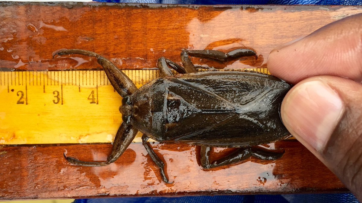 SolomonRDavid's tweet photo. They don’t call it Giant Water Bug for nothing; meet Lethocerus americanus (aka best aquatic insect) https://t.co/0dQp8w2sx1