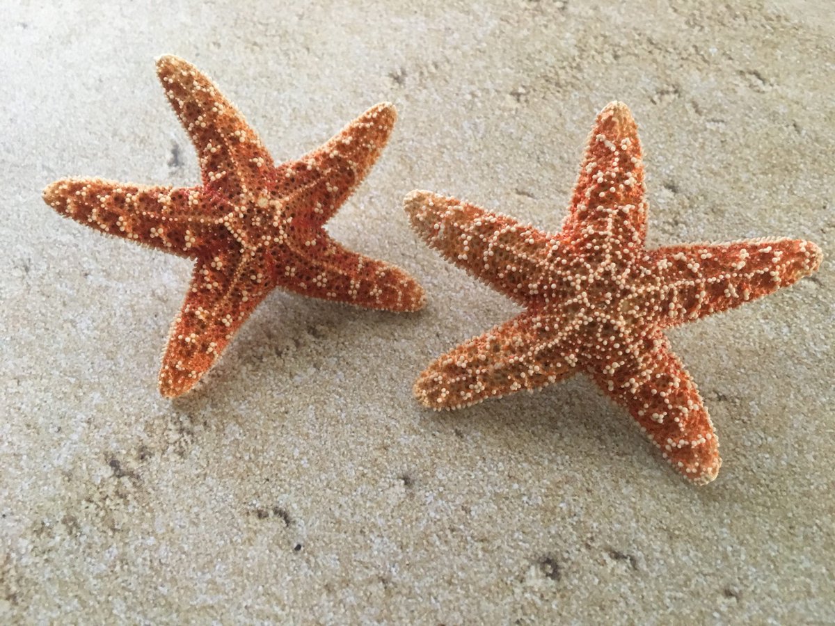 SeatoLandDesign's tweet photo. Starfish Boutonnieres, Starfish Pin, Men's Boutonnieres, Beach boutonnieres, Beach wedding, Beach Wedding Boutonnieres, Beach Boutonniere https://t.co/QImWiy6VUO #weddings #accessories #nauticalwedding #beachboutonnieres #mensboutonnieres #groomboutonnieres #starfishbo https://t.co/4r4SvhGUwz