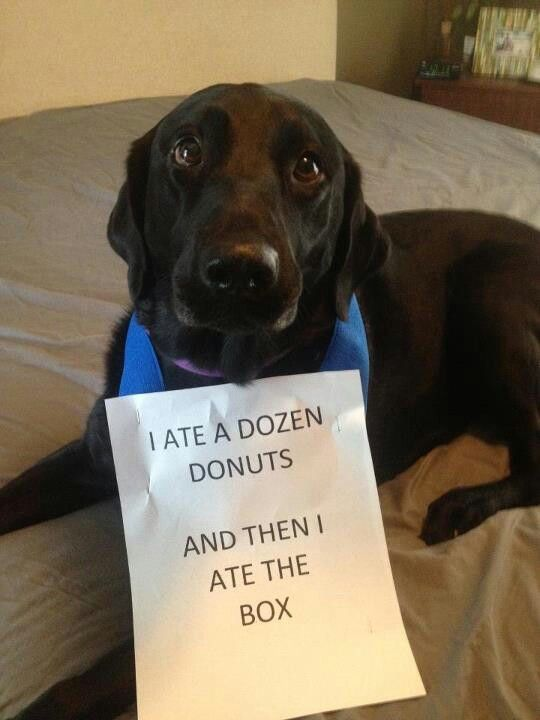 kelseydogdoc's tweet photo. It's poster of shame time, labrador style for this month!  Can't stop laughing at 3rd one! 🤣 https://t.co/wv5ksM9lSN