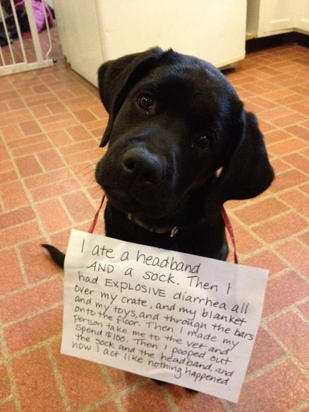 kelseydogdoc's tweet photo. It's poster of shame time, labrador style for this month!  Can't stop laughing at 3rd one! 🤣 https://t.co/wv5ksM9lSN