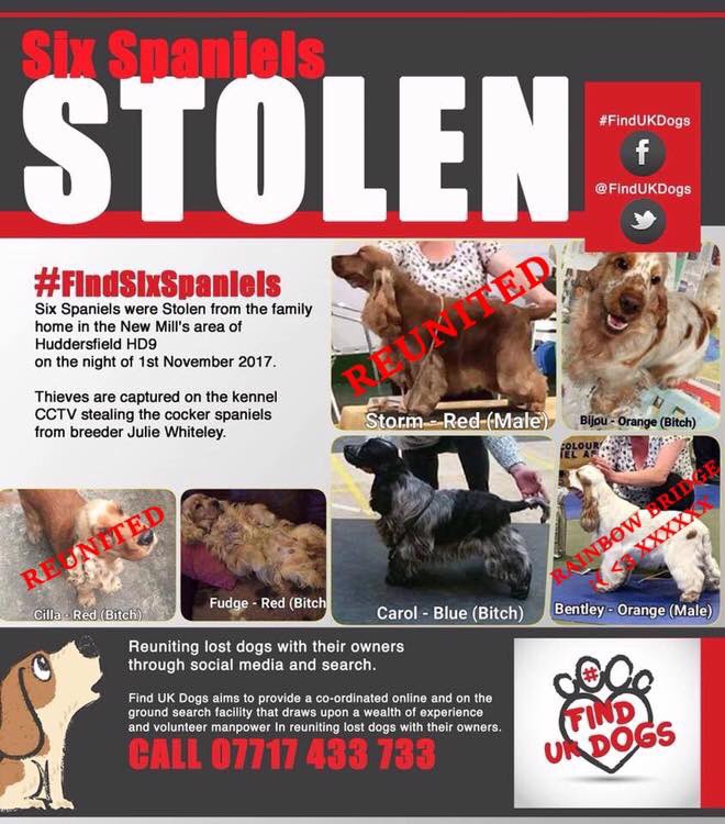 #PetTheftAwarenessWeek 
STOLEN - SIX #Spaniels TWO REUNITED, ONE DIED DUE TO INJURIES CAUSED BY THIEVES CUTTING CHIP OUT 
❗️3 STILL MISSING❗️
BIJOU-orange girl, FUDGE-red girl CAROL-blue girl 
#findsixspaniels #NewMills area #Huddersfield #HD9 during the night of 1/11/17 💔