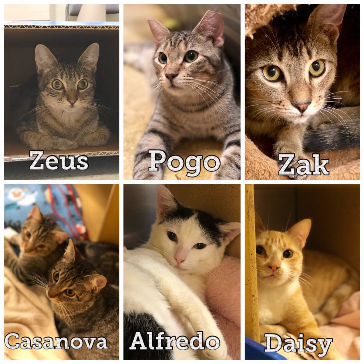 karena731's tweet photo. #Caturday Saturday volunteering @PetSmart
Look at these gorgeous babies!! They need a FURever home!
Come down and find your new family member.
@PetSmartChariTs
#CatsOnTwitter
#adoptdontshop
#PleaseRT
#volunteer
#BeKind
#LuvAPet https://t.co/kxqjtNY15k