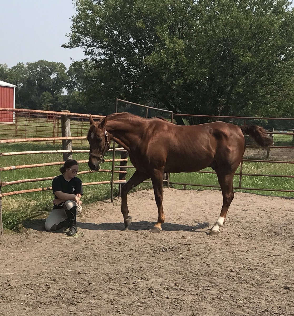 BEades's tweet photo. Bailey is missing. The horses from Winnail stables (234th street in Waterloo) had to be released due to the flooding affecting Waterloo. My daughter is devastated. Please message me if you see him. #nebraskaflooding #flooding #Nebraskaflood https://t.co/1XbHzjGdts