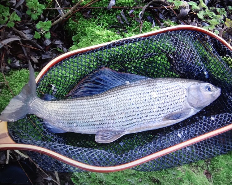 JonesGojonesy78's tweet photo. Found a pic of my pb grayling from a few years back on a southern chalkstream the other day... 
all 2lb 10oz of it.... gorgeous looking fish #grayling #trotting #wintergrayling https://t.co/gpK7YgTmQ7