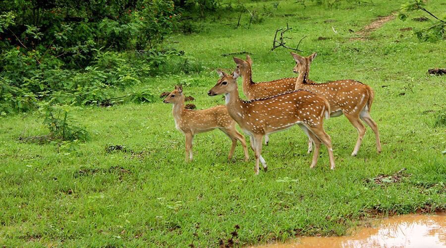 Олень шри ланки 5. Сафари парк Яла Шри Ланка. Национальный парк Вилпатту Шри Ланка. Национальный парк Яла Шри Ланка. Национальный парк Яла Шри Ланка животные.
