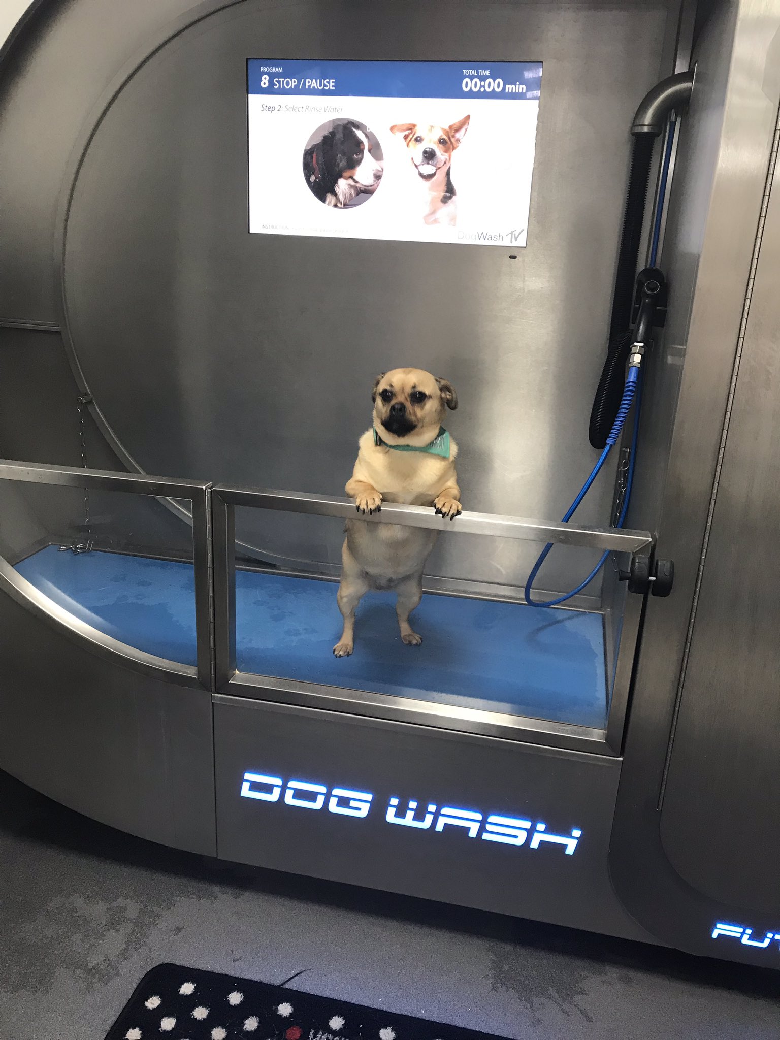Dog 2024 wash machines