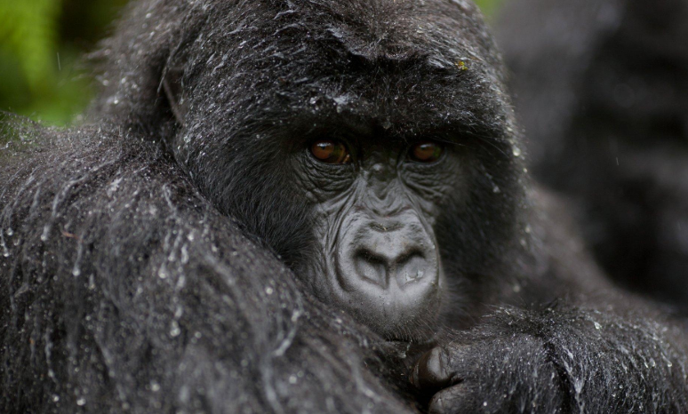 ExplorersClub's tweet photo. #ECAD2019 #LiveAuction Item: 10-Day Safari in #Uganda for Two, donated by @VolcanoesSafari 

Click here to learn more and place your bid: https://t.co/FJJTQhPFj2

#virunga #bwindipark #expedition #adventure #travel https://t.co/xNyJyPuhFy