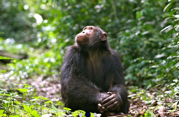 ExplorersClub's tweet photo. #ECAD2019 #LiveAuction Item: 10-Day Safari in #Uganda for Two, donated by @VolcanoesSafari 

Click here to learn more and place your bid: https://t.co/FJJTQhPFj2

#virunga #bwindipark #expedition #adventure #travel https://t.co/xNyJyPuhFy