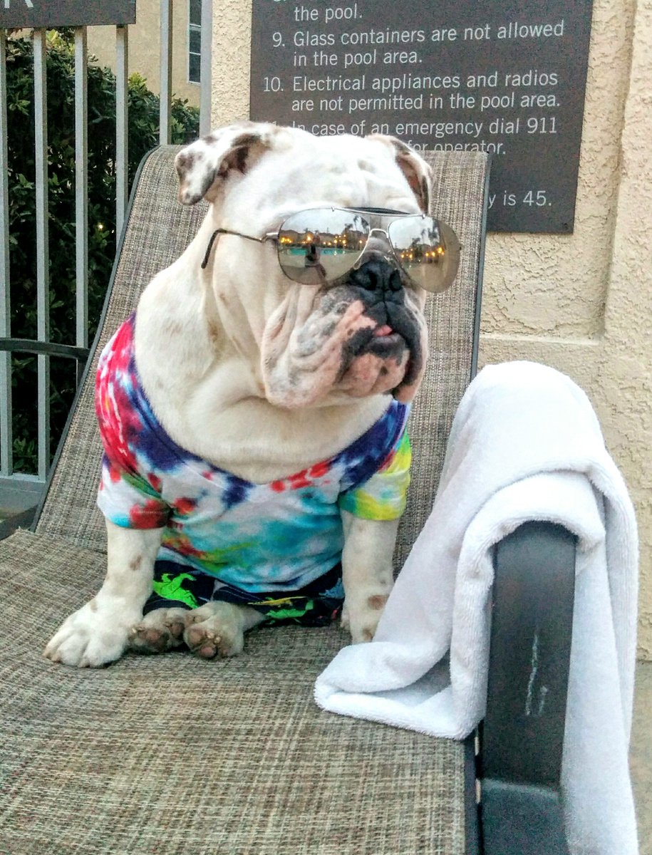 Puppy_Prodigy's tweet photo. Don't forget to VOTE 4 SOLO @Puppy_Prodigy for #MostAmazingDog! Polls close today at 5PM/PT. The poll comes up at the end of the episode: https://t.co/owd5ydAy2s β¦ (Tutorial in comments) Thanks PuPpY PRoDiGY PoSSE! https://t.co/xepET2Ze9l