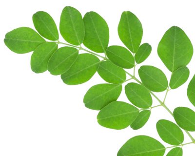oratevdotcom's tweet photo. How do you enjoy moringa? https://t.co/54BYxNyr9u