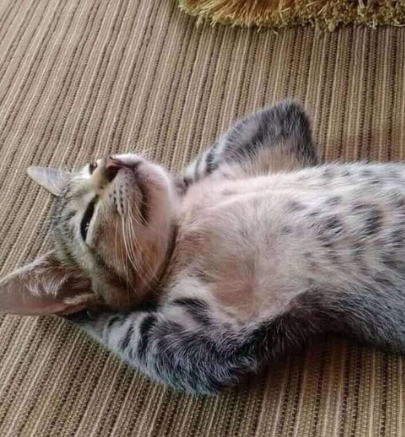 catsscrapers,,, (@catsscrapers) on Twitter photo 