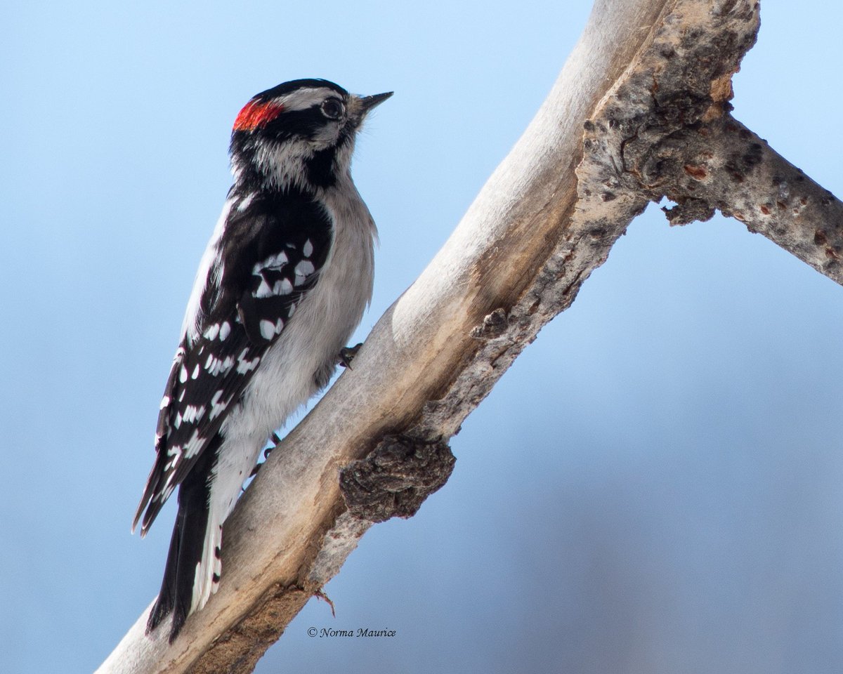 There are 2 male #DownyWoodpeckers  and 3 females in our yard every day.  They are feeding on the fat/peanut butter logs. #DorionOntario #Canada #nikonphotography