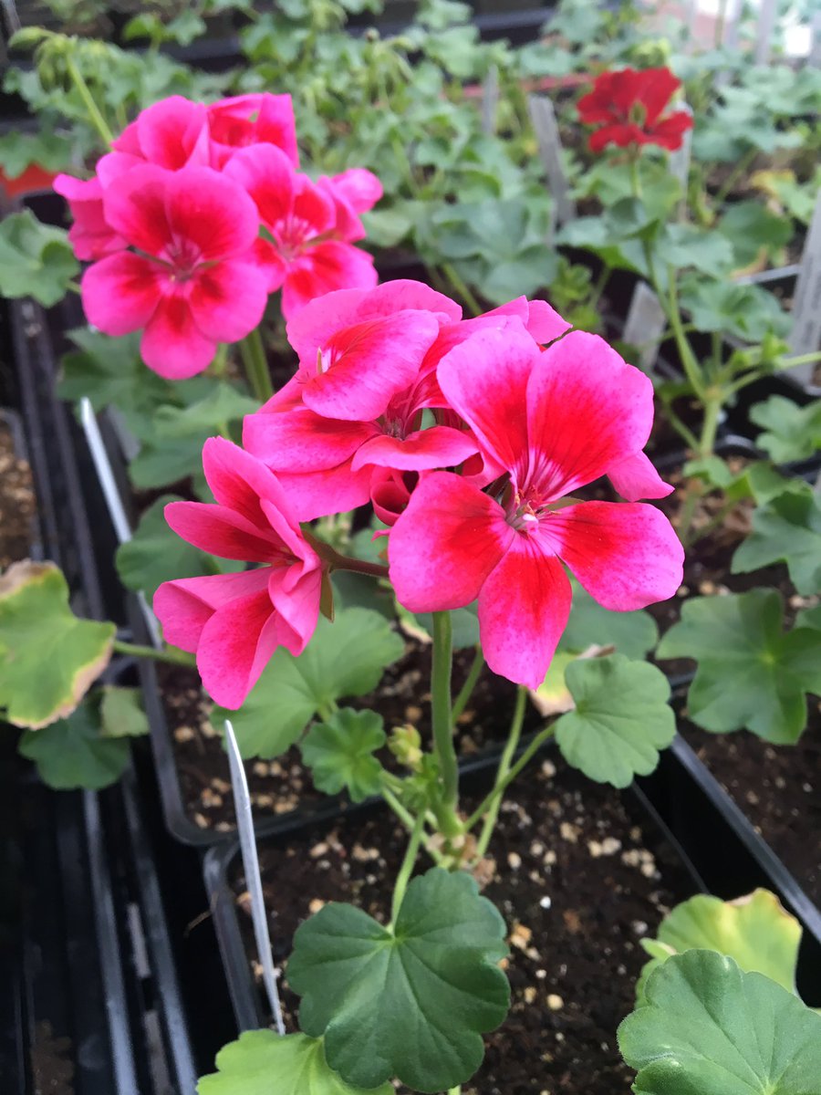 Hanging baskets are up and flowers are blooming! 🌺
#ffa #alaskaffa #akffa #northpoleffa #nphsffa