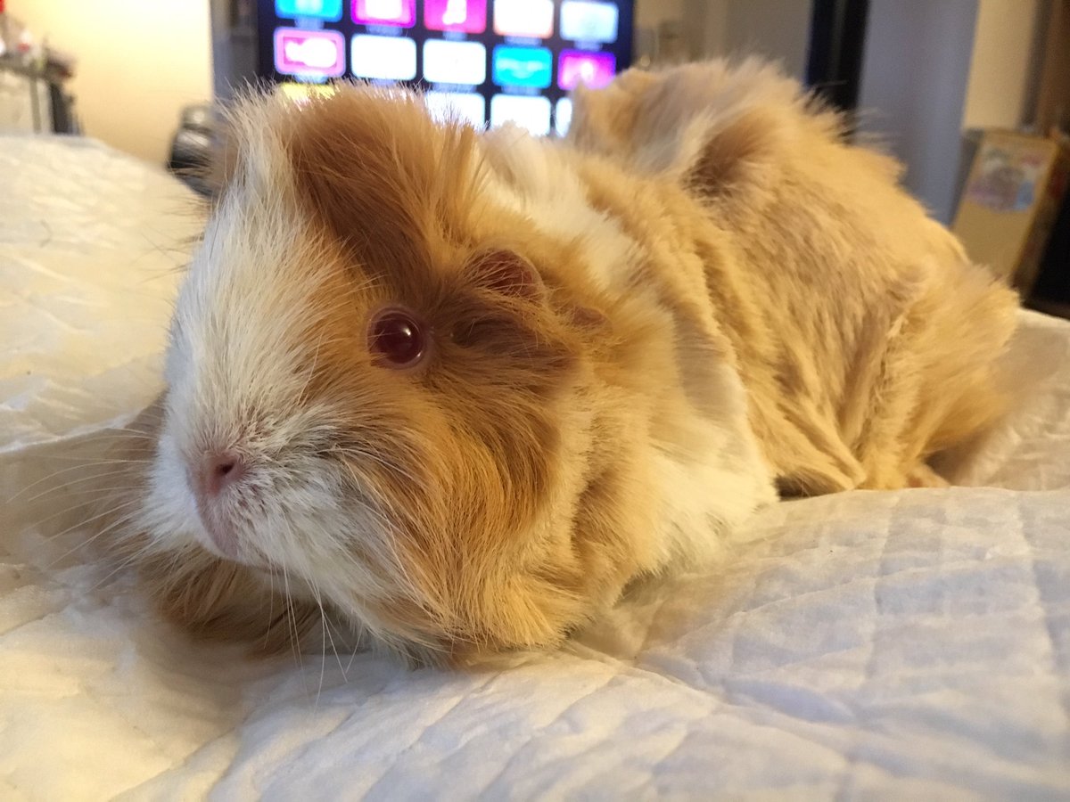 A better look at the recently shaved Reese. #guineapig #cavy #guineapiglips