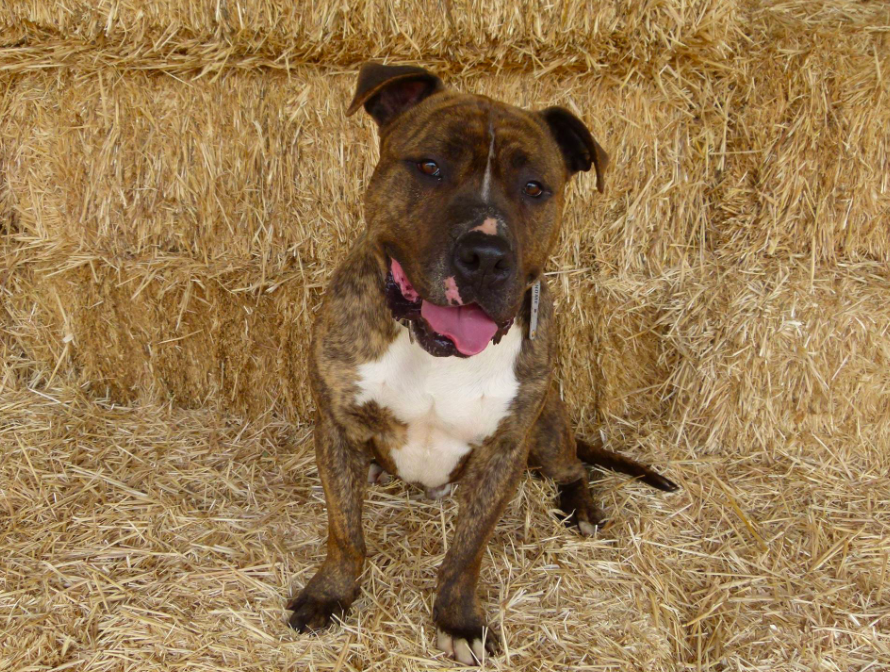 Soy Braco, soy un perrete grande muy juguetón. Además soy obediente, me gustan los perros, las personas, soy amoroso, no tengo miedo... ¿Qué buscas en un perro? Porque yo seguro que lo tengo :) ¿Me adoptas?
Contacto: adoptasospitbull@gmail.com
#adopta