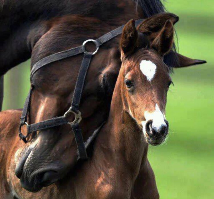 _HBAMedia's tweet photo. Happy Mothering Day 💐🐴
#HappyMotheringSunday #mothersday #horses #mare #horsesoftwitter #mothers #foals #love #thoroughbred #horseracing #equestrianlife #hbamedia #production #scheduling #rightsmanagement #distribution #worldwidemedia #sportsmedia #sports #sportsofkings 📺🐎🌍 https://t.co/h0HU90a3La