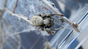 Faster  X chromosome evolution in spiders! 
See our new paper on comparative sex chromosome evolution in spiders in MBE
academic.oup.com/mbe/advance-ar…