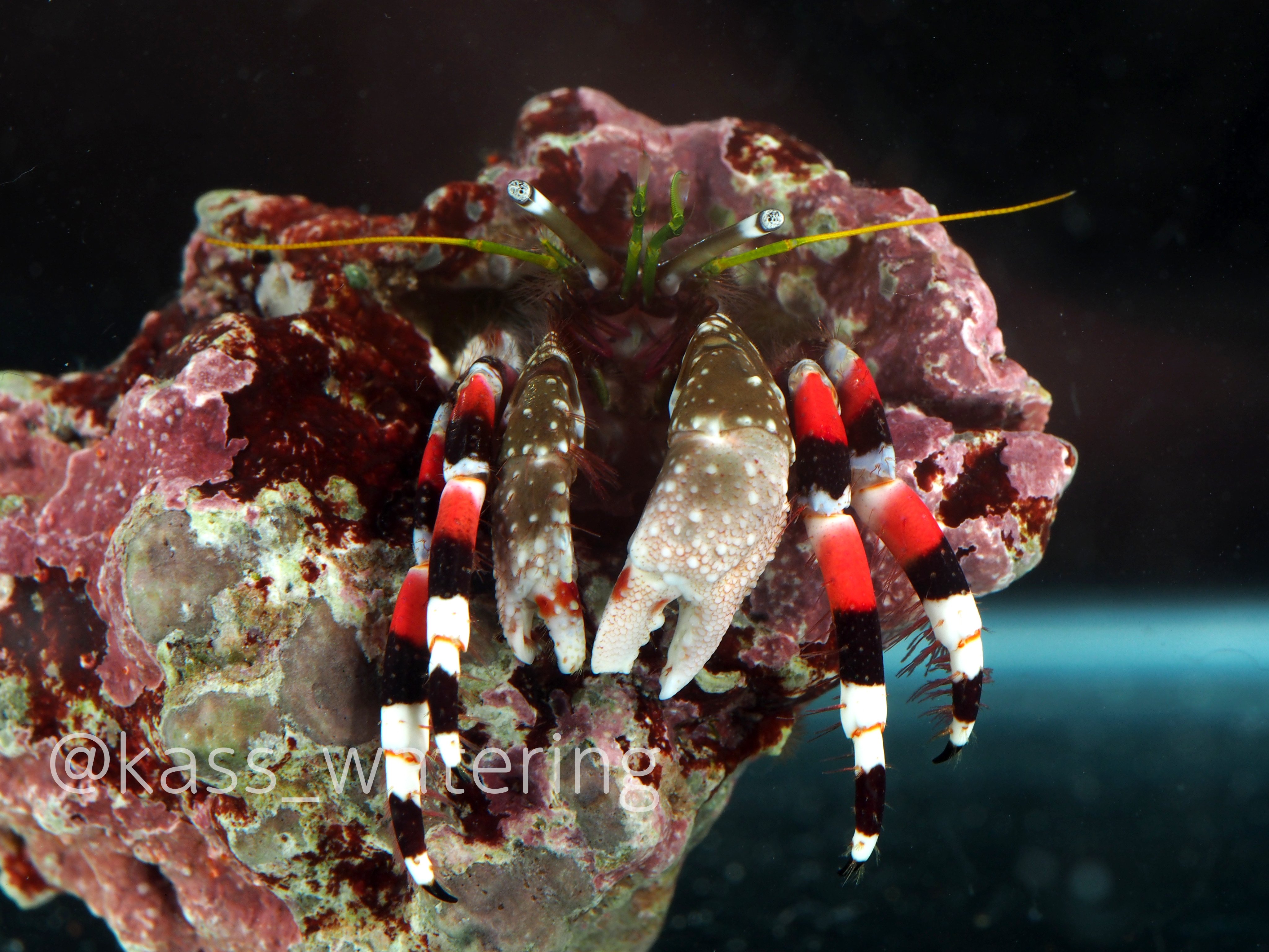 でんか イサベラサンゴヤドカリ 本邦未記録種 赤白黒が美しい 国内某所にて採集しました T Co F69mjnajjx Twitter