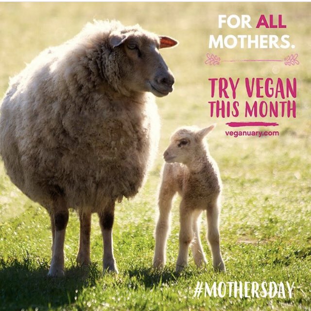Gonein60minutes's tweet photo. Couldn’t have put it better. Via @WeAreVeganuary https://t.co/lMnv8WenRL