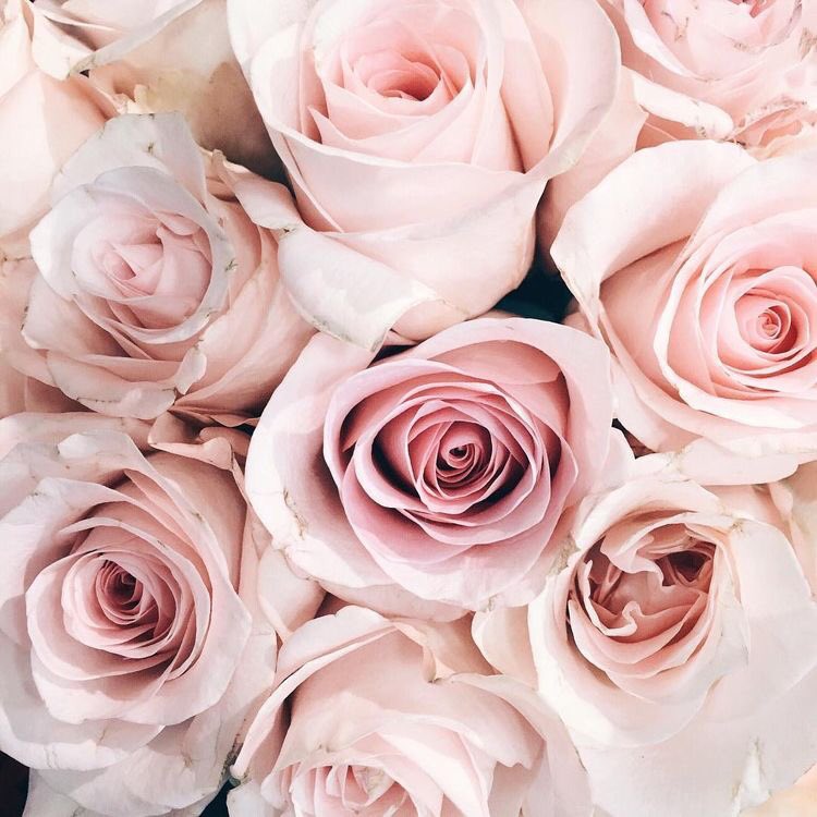 Sheer_Blush's tweet photo. Happy Mother’s Day ✨ show your love with a beautiful bunch 💐 https://t.co/dask2ncetR