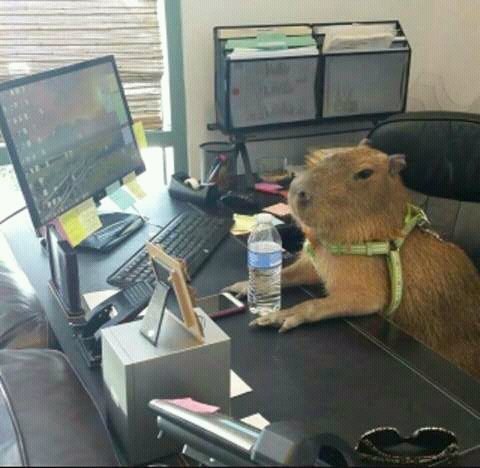 GatoJazzSf's tweet photo. Hasta el @ChiguireBipolar tiene mas seriedad cuando se trata de informar a la gente #RNVContigo inútiles o como dicen ustedes "Comunicadores Populares" no sirven una &%$#@ñ https://t.co/aN1faN8Ma5