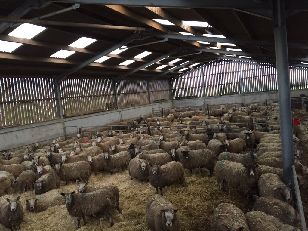 seth03722809's tweet photo. #sheep #sheepshed #LakeDistrict #Cumbia https://t.co/omKkA2A1TP