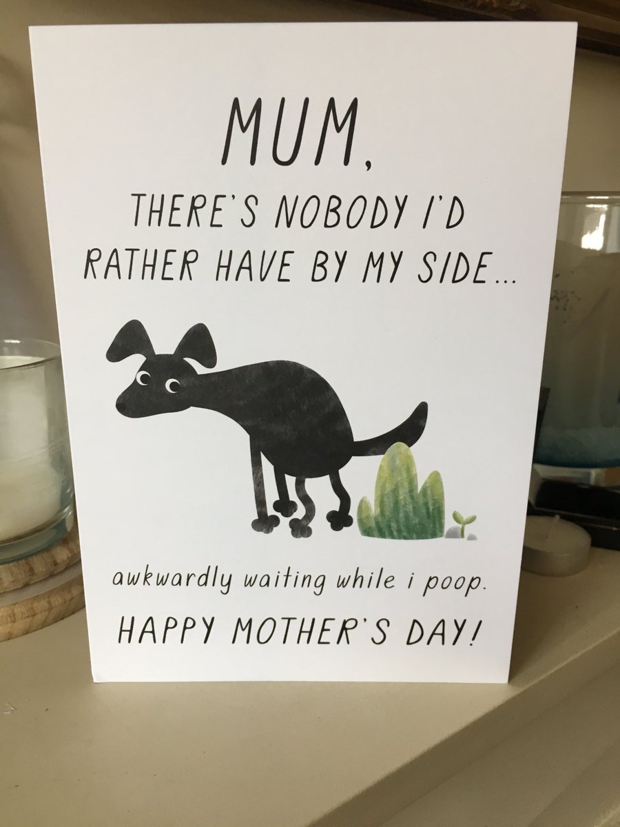 Flash the Shih Tzu tweet media