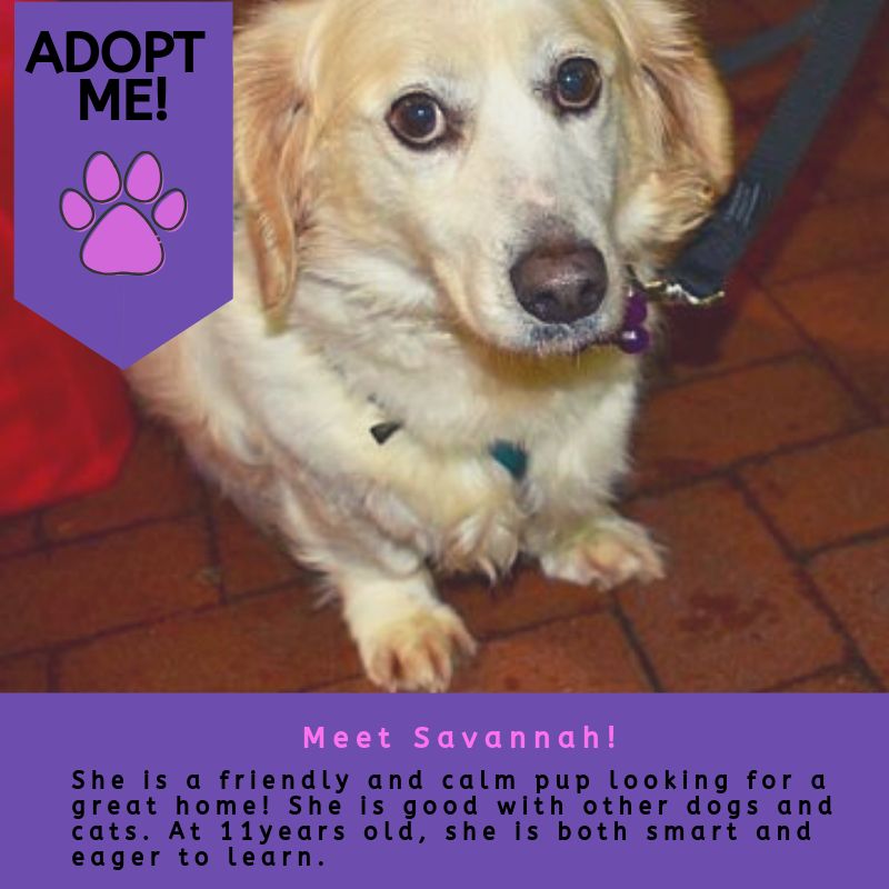 DCPAWSrescue's tweet photo. Meet Savannah! She is a beautiful Golden Retriever/Bassett Hound mix that is eagerly waiting a forever home. 

If you are interested in Savannah, please go to our website to fill out an application! 

https://t.co/aoqR3SOLdr

#dcpawsrescue #adoptadog #rescueismyfavoritebreed https://t.co/ocGYS1fhQD