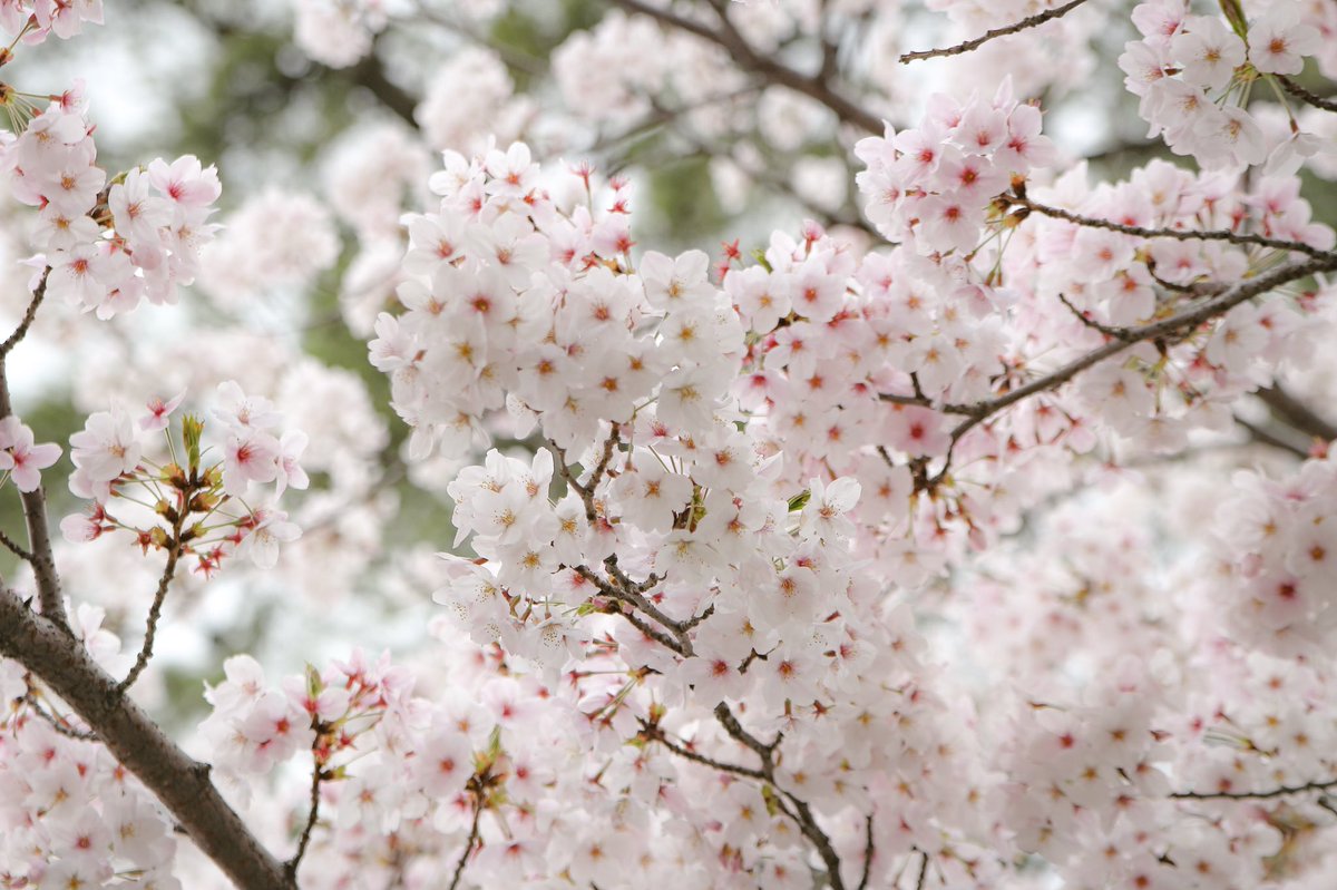 小倉城桜まつり