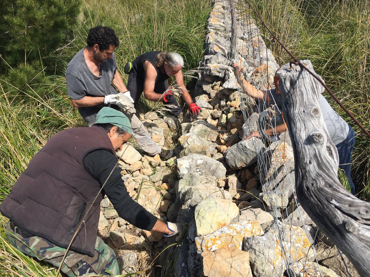 FVSM4's tweet photo. Ahir organitzàrem un molt bon voluntariat agrari a #Ariant, on més d’una desena de perdones col•laboraren en les tasques d’ampliació de les pastures naturals per a les nostres 🐑. Acabàrem amb un tast de #MeEcològic que no va estar gens malament 😋🥩🔥
💚 moltes gràcies!!! https://t.co/FnHrnB9e2d