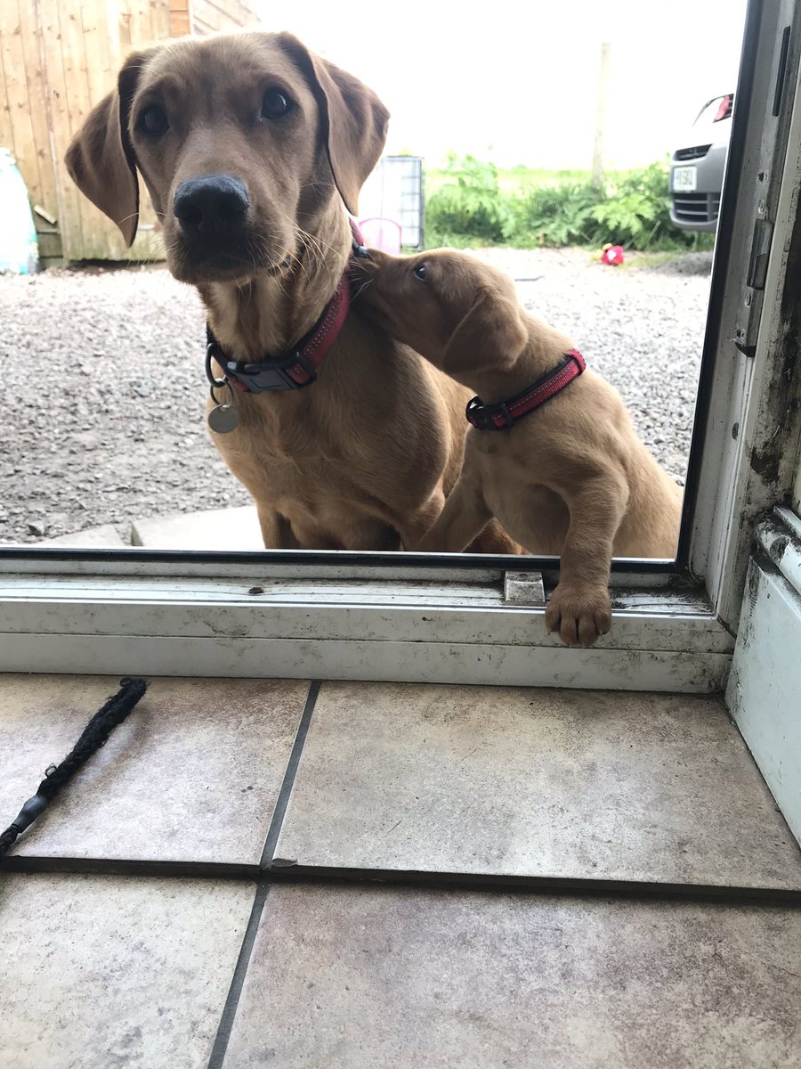 simplyk9ltd's tweet photo. Last years babies!!! Happy Mother’s Day Mama Sky! ❤️🐾 #PuppiesOfTwitter #oneyearon #mamasky #LabradorRetriever #labrador #eastyorkshire https://t.co/AuPFSOPidZ