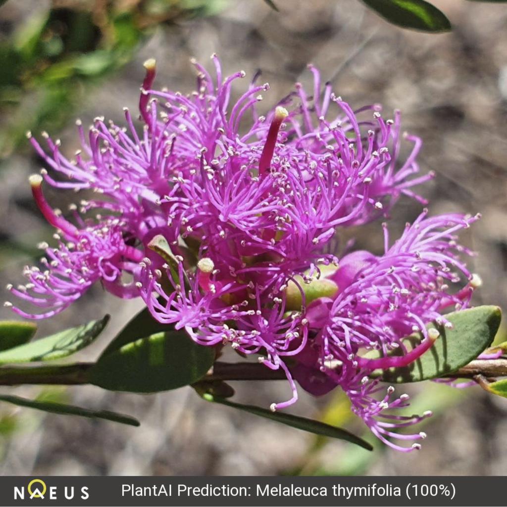 naeusapp's tweet photo. Commonly known as a Thyme honey-myrtle, the Melaleuca thymifolia is a small, shrub like Australian native plant which is hardy and known for it's frequent flowering. Love seeing this one planted as a filler in gardens or growing naturally. #plantai #ai #flora #native #australia https://t.co/ANAISCyUHd