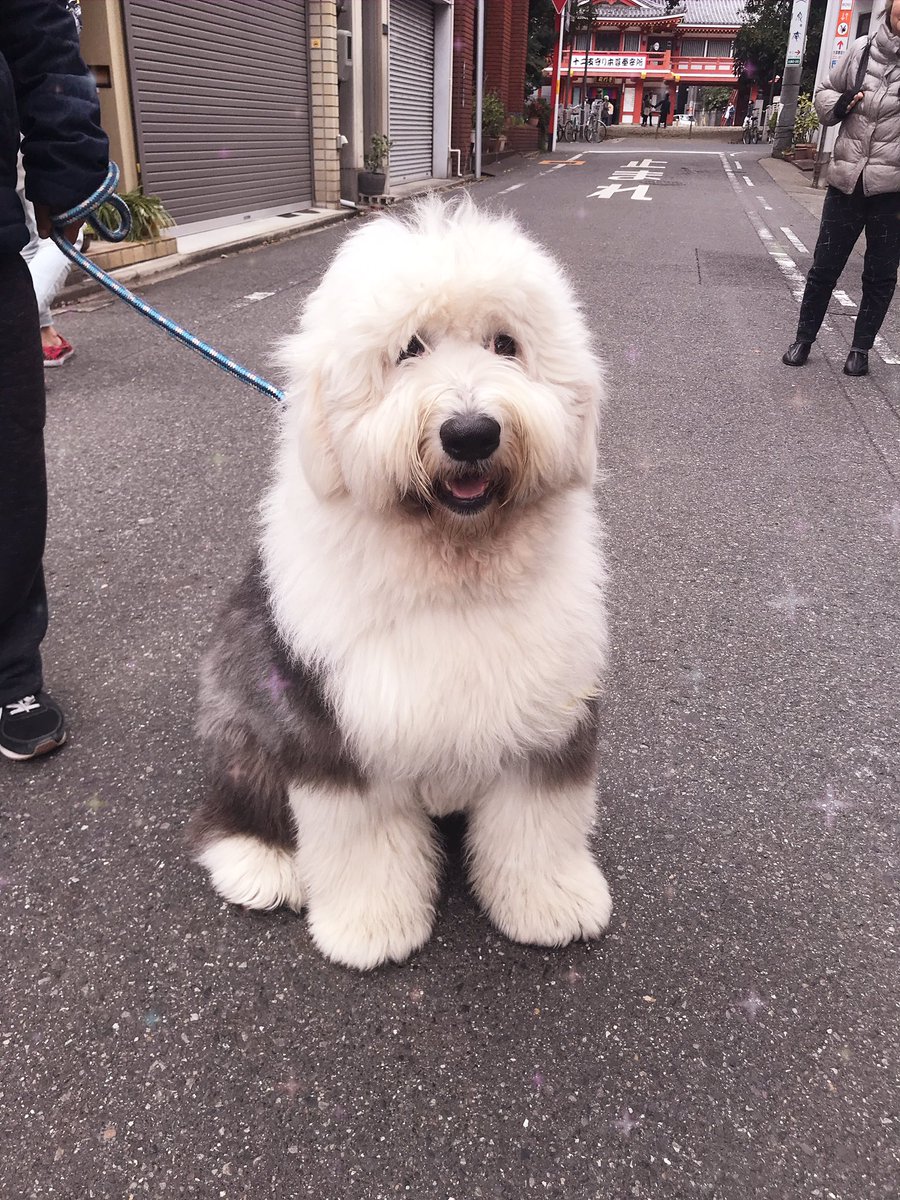 シープドッグ オールド イングリッシュ オールドイングリッシュシープドッグの飼い方まとめ！性格や子犬の迎え入れ費用は？