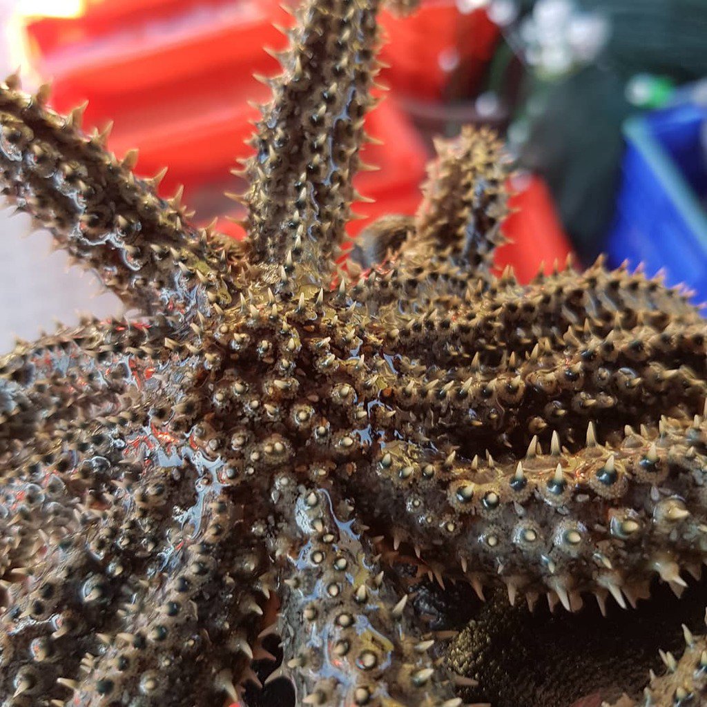 SeafloorScience's tweet photo. A chunky 11 armed starfish, Coscinasterias.
⭐🌊
#elevenarmseastar #seastar #starfish #11arms #nobbly #trypophobia #trypophobiawarning #coscinasterias #nzwildlife #sealife #marinelife #benthicecology #marinebiologist #marinespecies #newzealand #marlbor… https://t.co/upSPwmRSDc https://t.co/ZpeoQ3NdAu