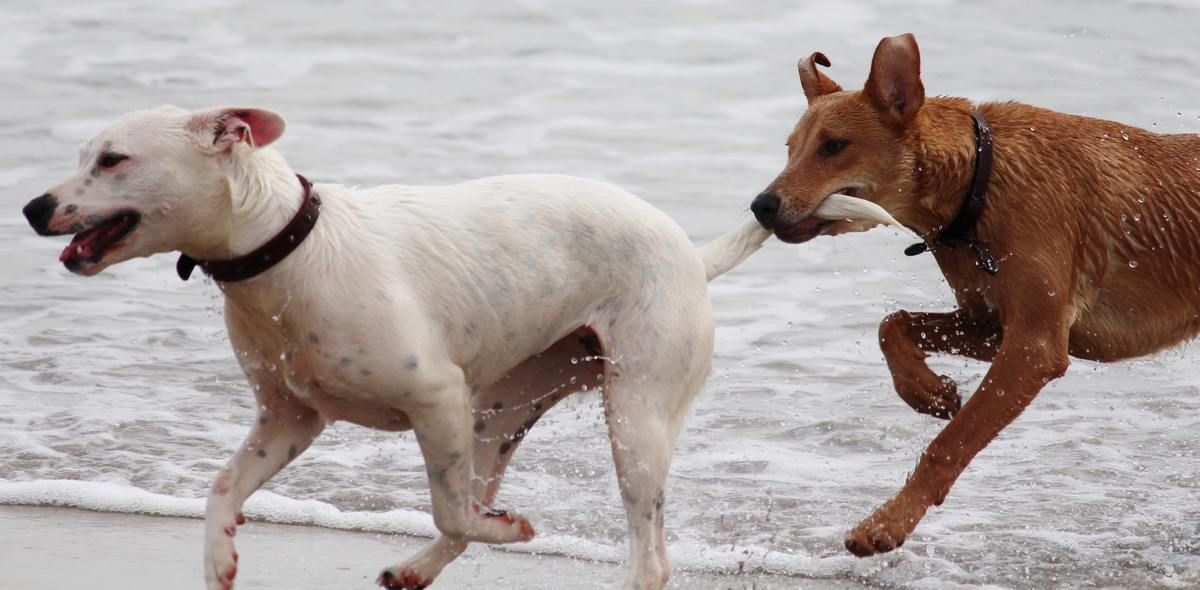 RawMateAU's tweet photo. Why do dogs chase their tails? Let's find out... https://t.co/fCtdzA5MpQ https://t.co/NQ6JOu5jjI