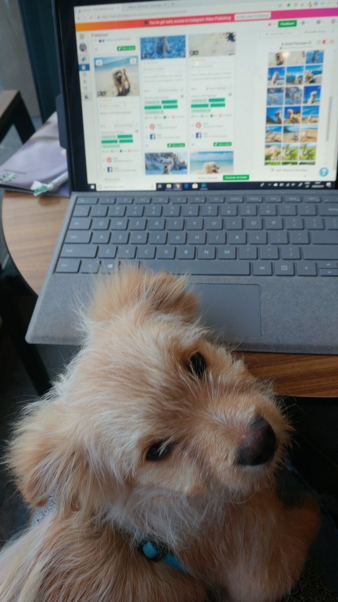 the working pup