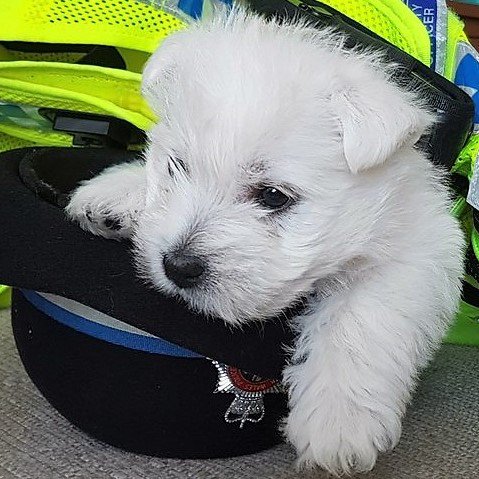 Thank you to all the mums – and all our other officers and staff – who are giving up their Mothering Sundays to help keep South Wales safe today #MothersDay 

💛💛

^hs