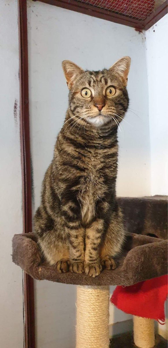 Huh🙀 they stole us one hour of our precious sleep. That’s now good. Have you seen my hour? 
- Babel, 3 years old, lovely lady who needs a #foreverhome 
#AdoptDontShop #Zeitumstellung #Frühling #DaylightSavings #SundayMorning #Katze