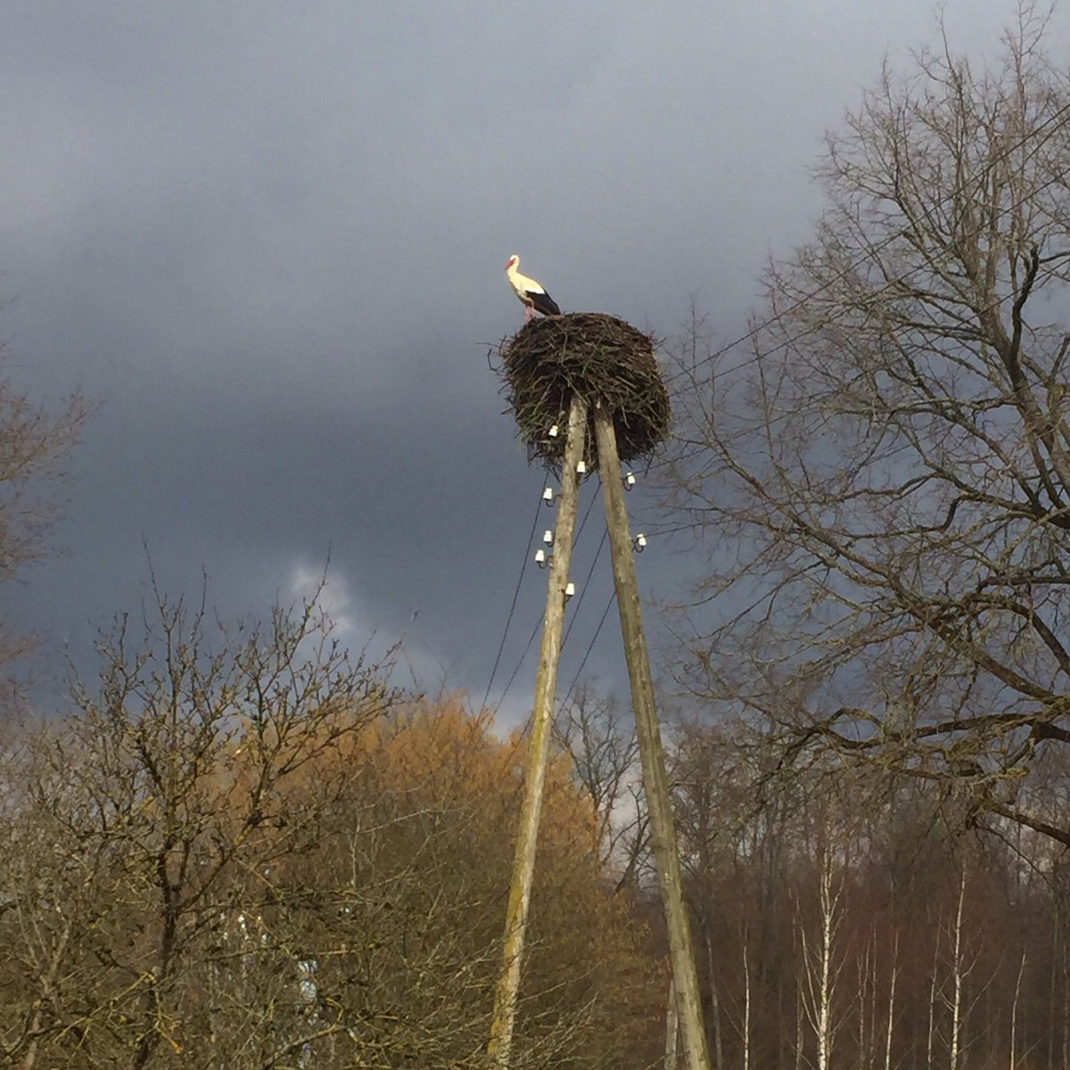 Klāt ir! #stārķis #putns #gājputni #stork is back. #ciconiaciconia