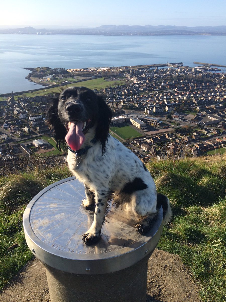 StuC3's tweet photo. Glorious morning up the Binn with Bertie 🐶🤪 Overlooking Burntisland towards the capital 😎 https://t.co/zEFKCByrfJ