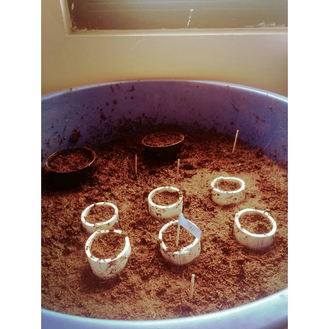PrekshaSchettri's tweet photo. DIY Hydroponic Set up 
DWC Floating Raft System
@pindfresh #diyhydroponics #diycrafts #diy #soiless #farming #newconcepts #urbanfarming #savewater #saveresources #domorewithlessspace #homestays #kurseong #darjeeling 
@thedarjchron @darjeelingtimes.official @constantiacottage https://t.co/QAN1qDdhmL