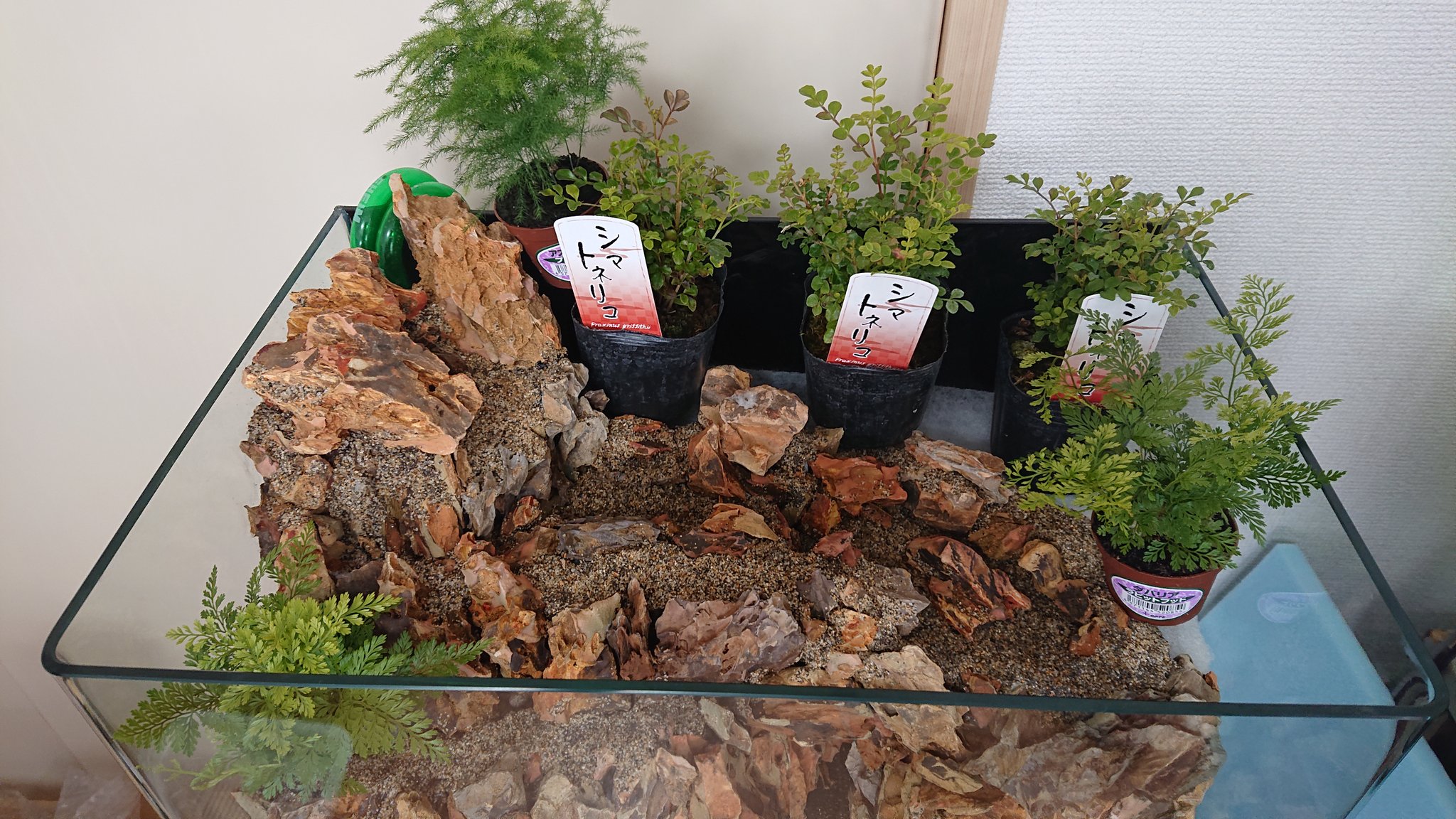 ট ইট র カンマ 観葉植物は シマトネリコ ダバリア アスパラガスです コケはハイゴケです 土や肥料をしっかりと洗い落として 植える場所に配置して ソイルで埋めていきます アクアリウム テラリウム アクアテラリウム 熱帯魚 メダカ ダバリア