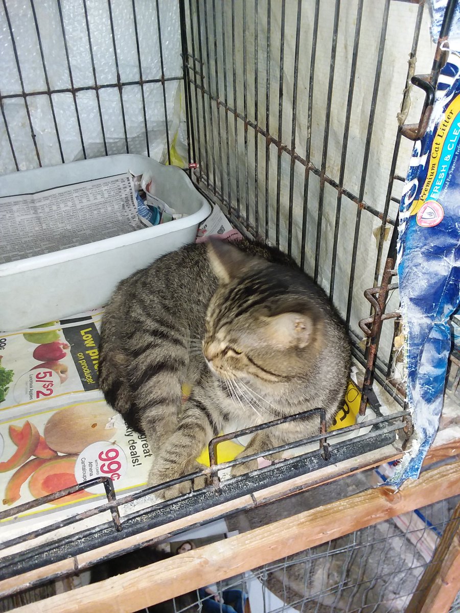 TheFeral15's tweet photo. #Stripey turns head. ๐บ๐ธ๐ป๐ผ
#CatsOfTwitter #CatMom #CatLover #LoverOfCats #MeowMeow #Purr #MustLoveCats #TeamCatMojo #CatsChooseUs #CatMama #MeowWednesday #CatLover
#SundayThoughts
#SundayMorning https://t.co/SIBm1WEtuQ