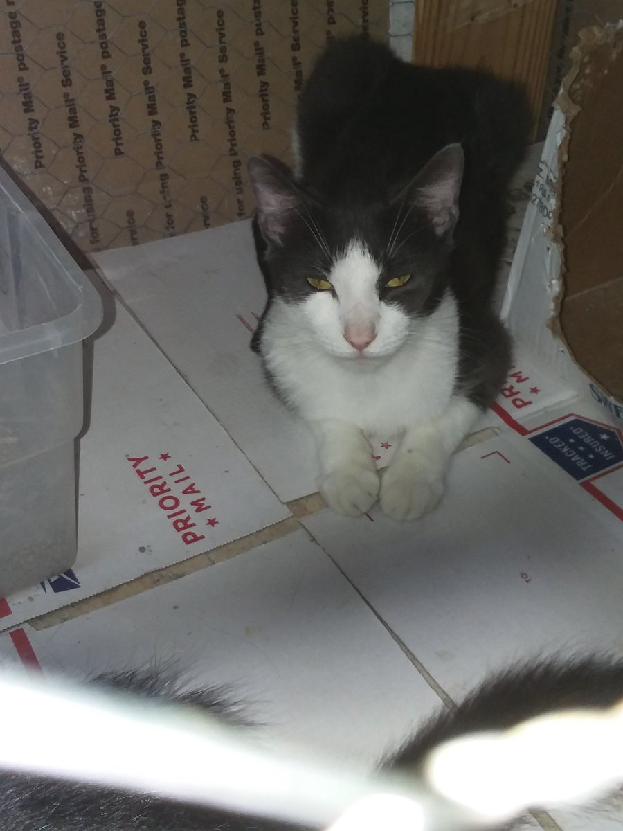 TheFeral15's tweet photo. #Grayson headed to a #CatNap.
๐บ๐ธ๐ป๐ผ
#CatsOfTwitter #CatMom #CatLover #LoverOfCats #MeowMeow #Purr #MustLoveCats #TeamCatMojo #CatsChooseUs #CatMama #MeowWednesday #CatLover
#SundayThoughts
#SundayMorning https://t.co/m5vY8nXUiE