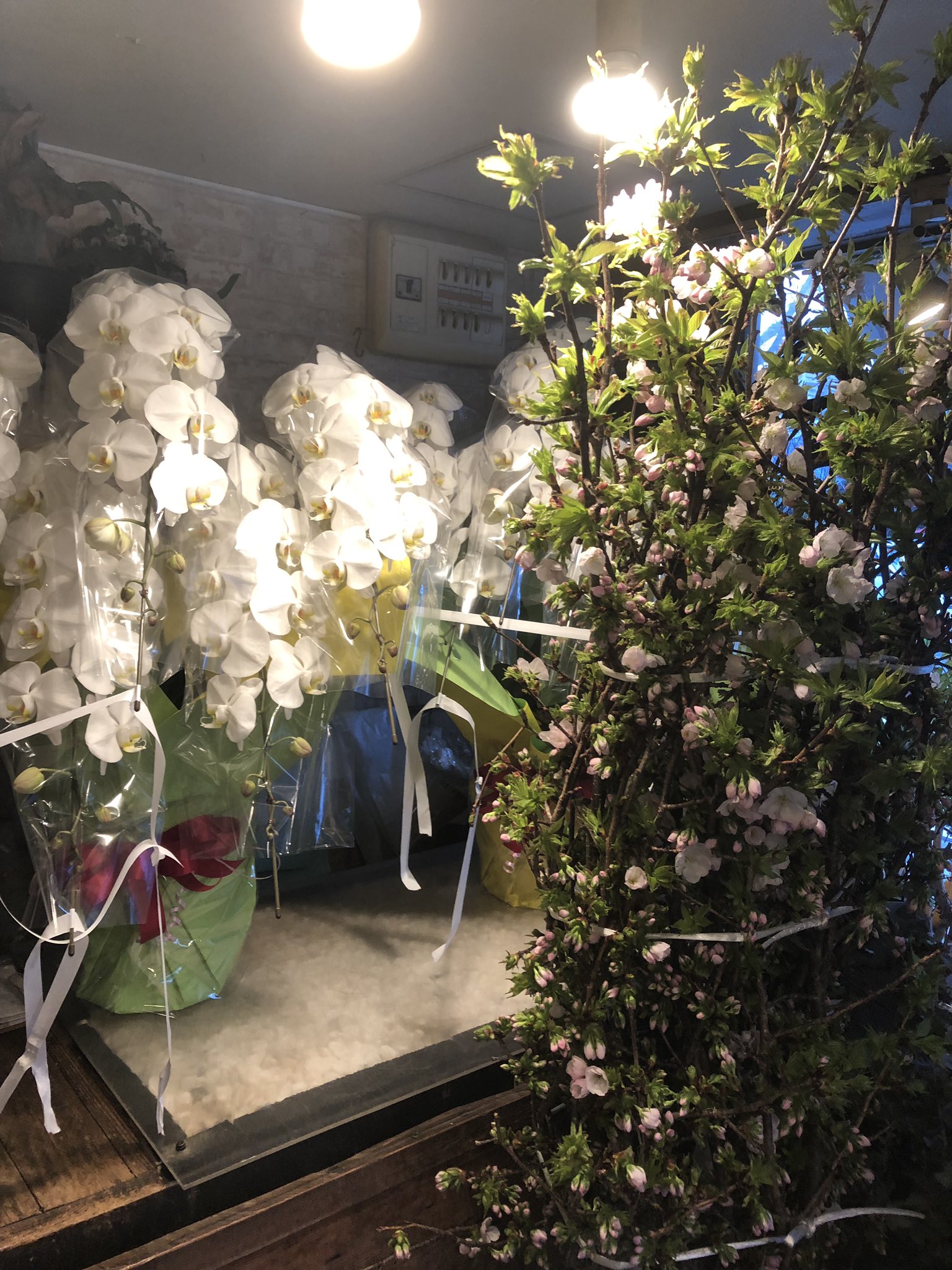 西宮花屋 Twitter Search Twitter