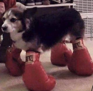 Therapist: Boxing dog isn’t real, he can’t hurt you. 

Boxing dog: