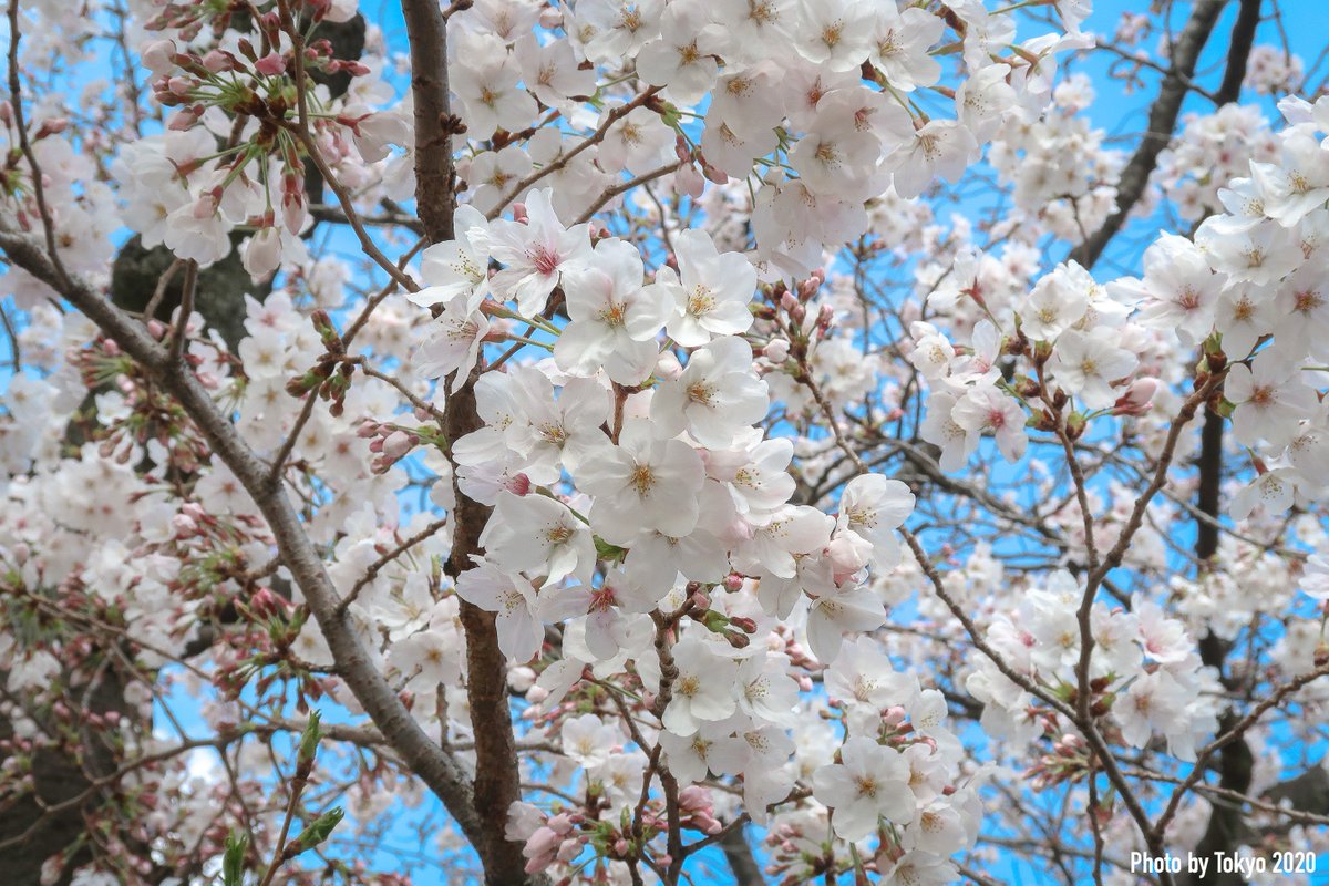 Tokyo2020's tweet photo. breathtaking. #sakura https://t.co/7zZ5Jjr3So
